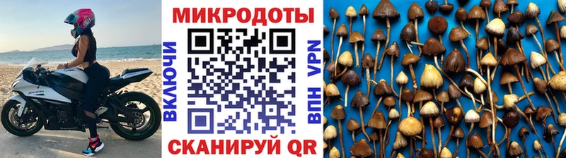 Галлюциногенные грибы Psilocybine cubensis Сочи